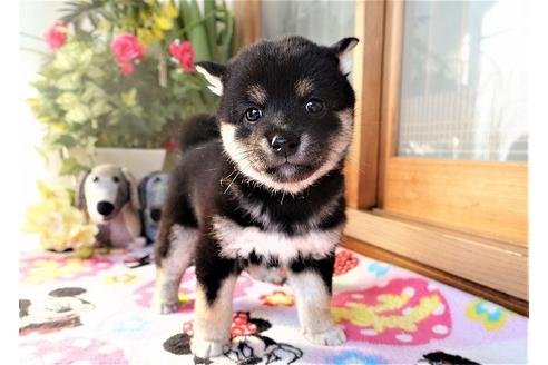 成約済の熊本県の柴犬-114113の5枚目
